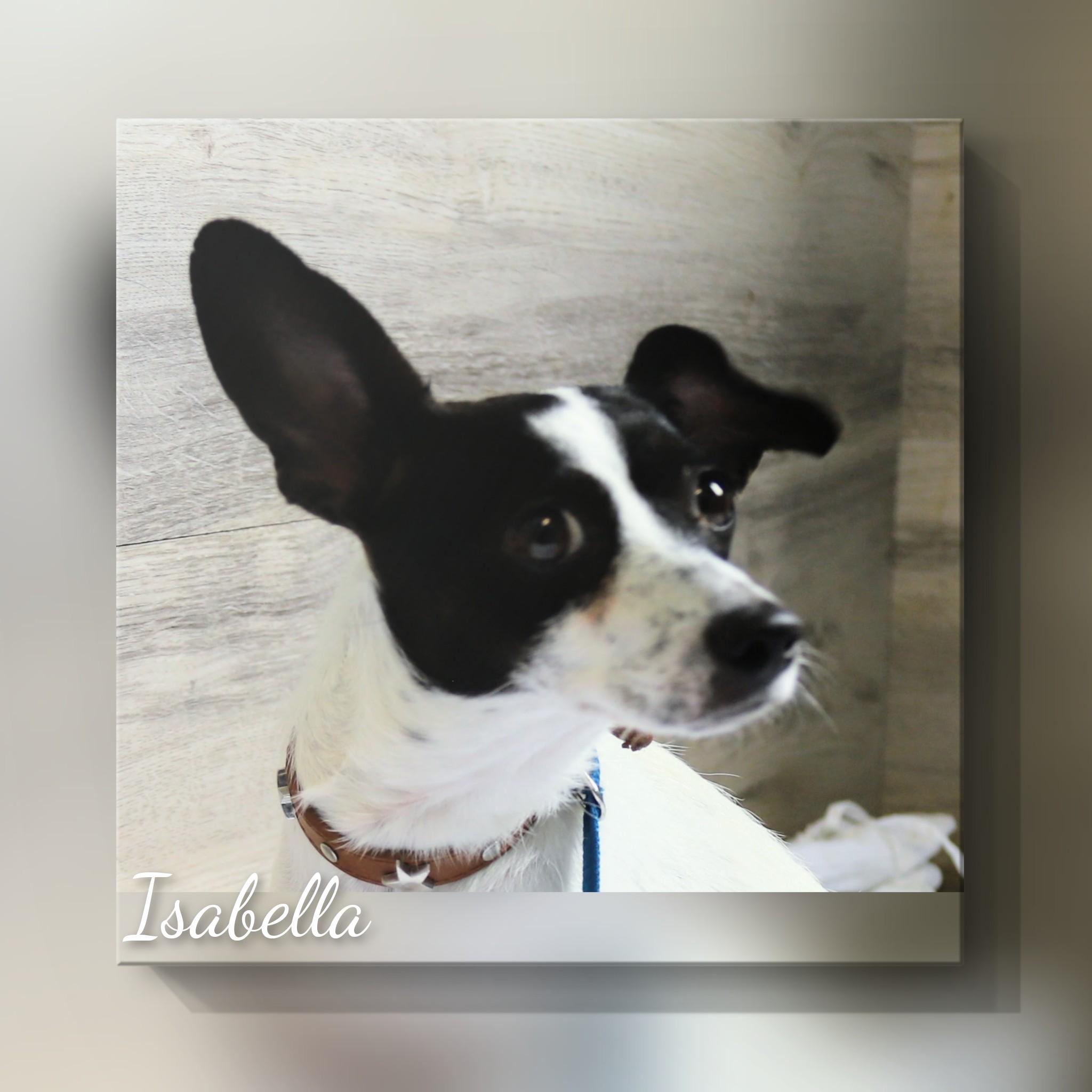 Isabella, Adoptable, Adult Female Chihuahua.