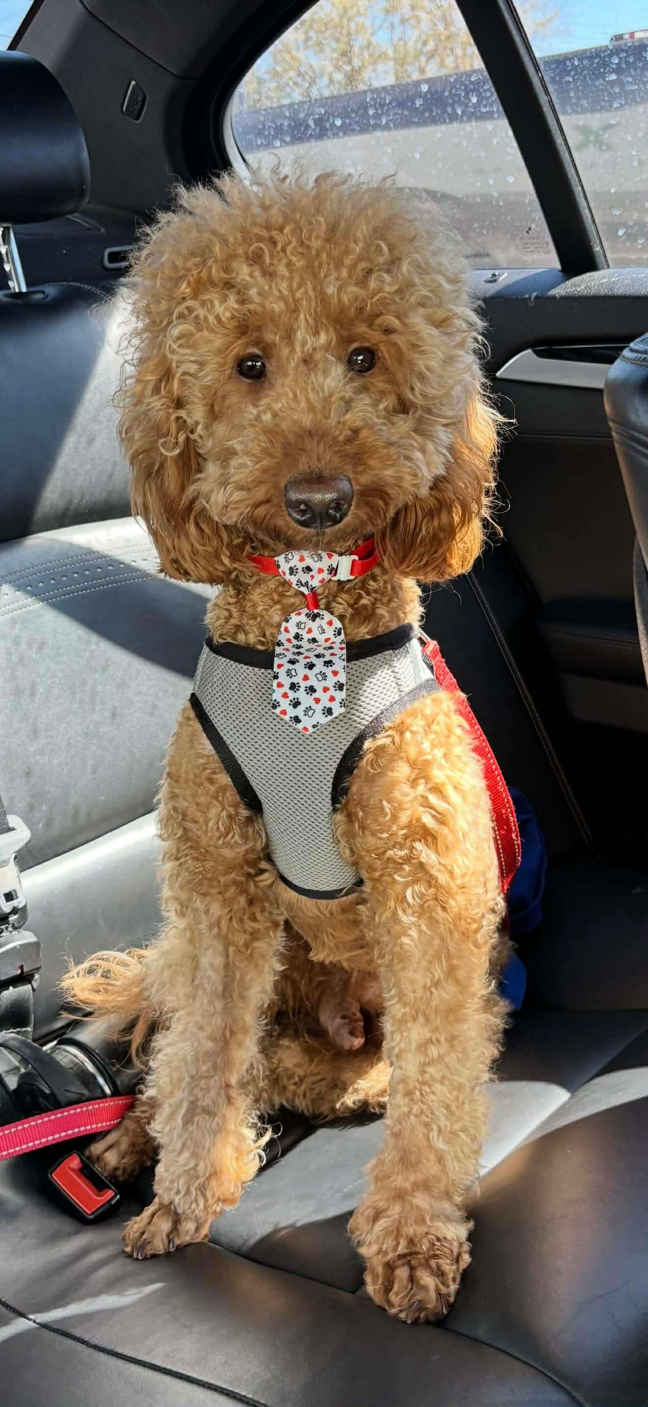 Enlarge Kenzo, a Adoptable Poodle in Valrico, FL image 1/2