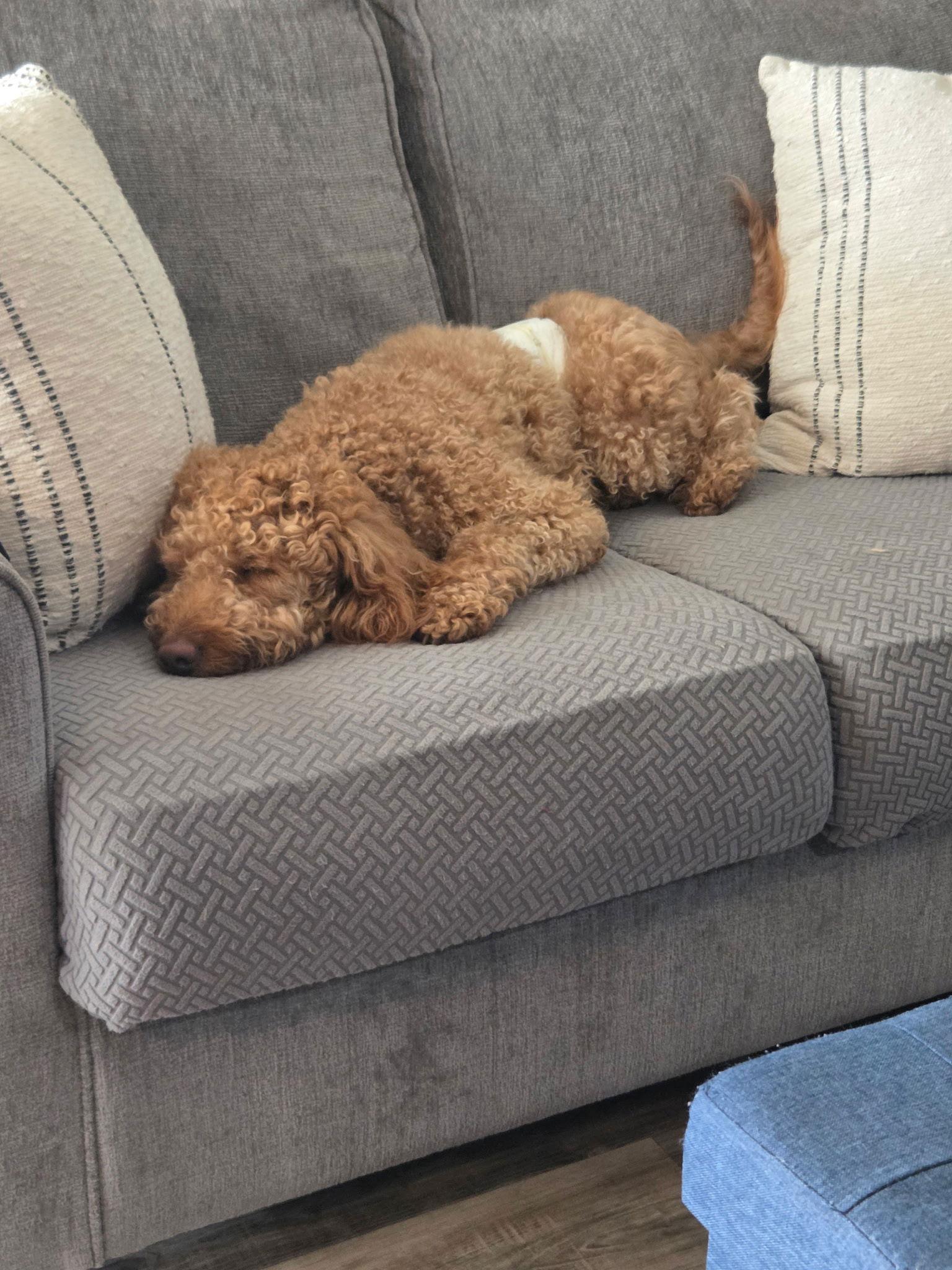 Enlarge Kenzo, a Adoptable Poodle in Valrico, FL image 2/2