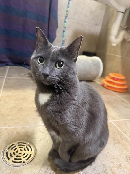 Earlobe/ Kneecap / Armpit, Adoptable, Senior Female Domestic Short Hair.