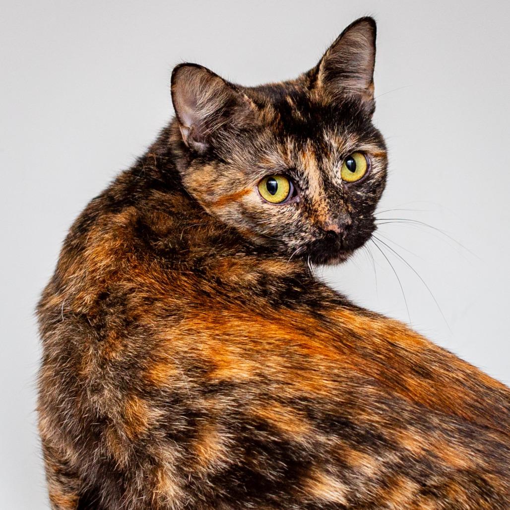 Alma, Adoptable, Adult Female Domestic Short Hair.