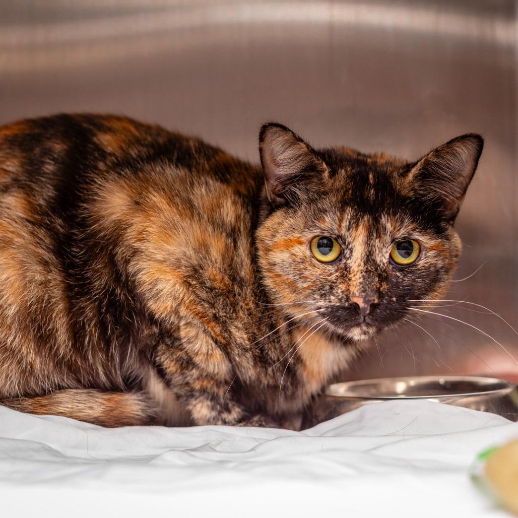 Enlarge Alma, a Adoptable mixed breed in Hattiesburg, MS image 2/3