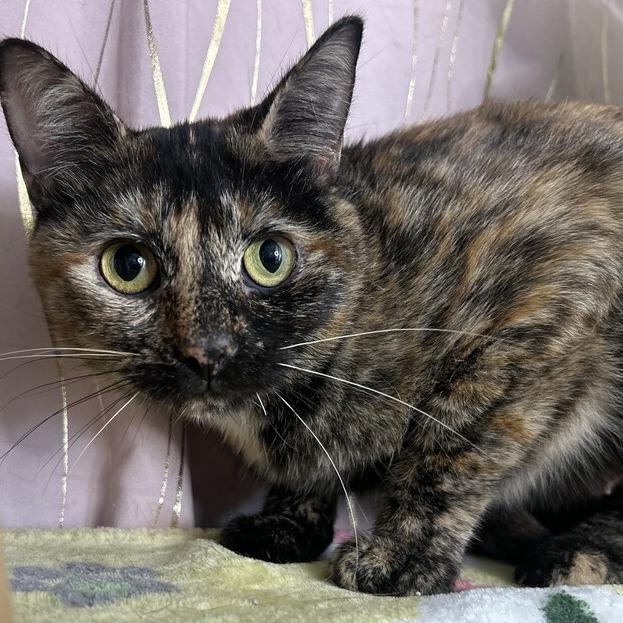 Enlarge Alma, a Adoptable mixed breed in Hattiesburg, MS image 3/3