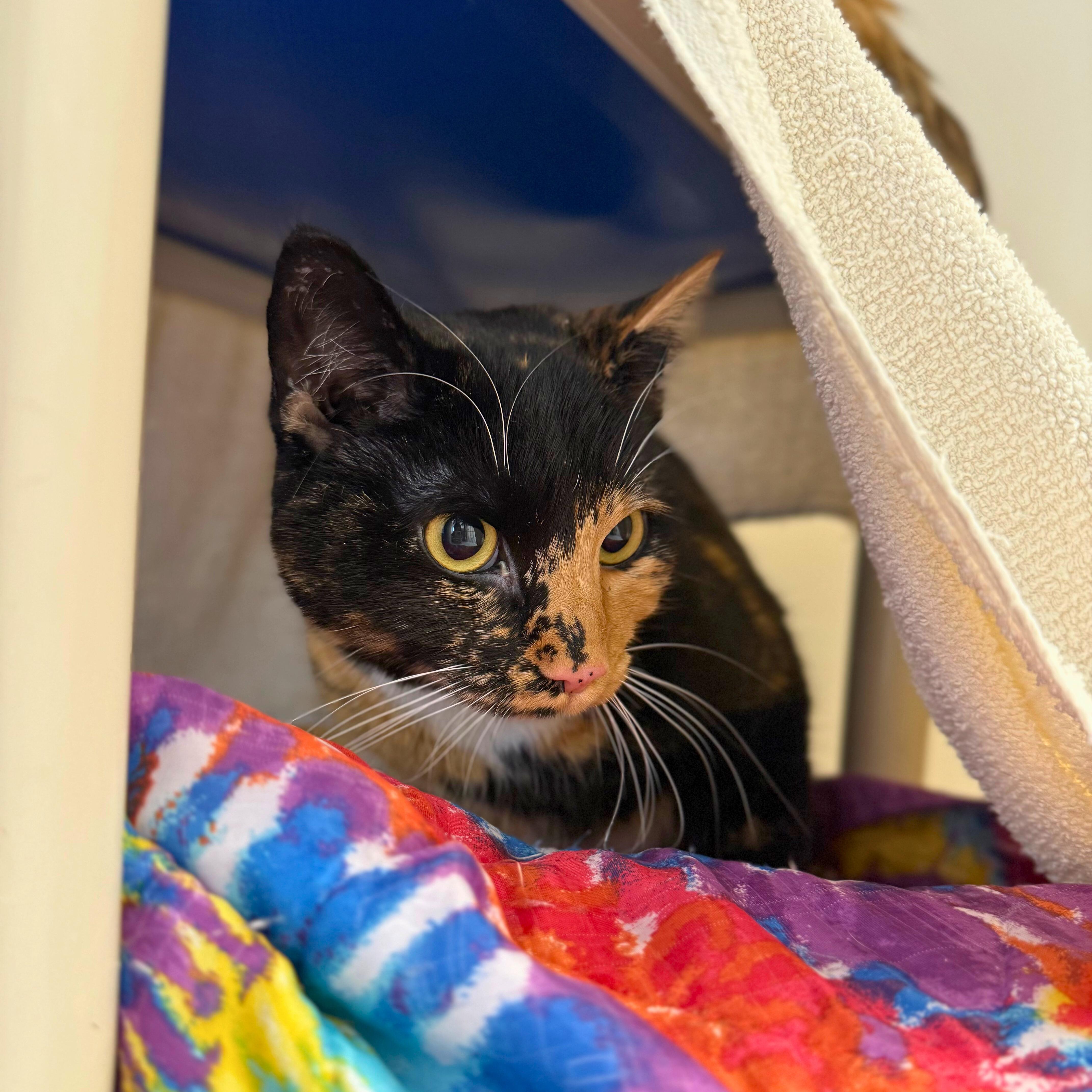 Enlarge Enola, an adoptable Domestic Short Hair in Ridgway, CO image 5/5