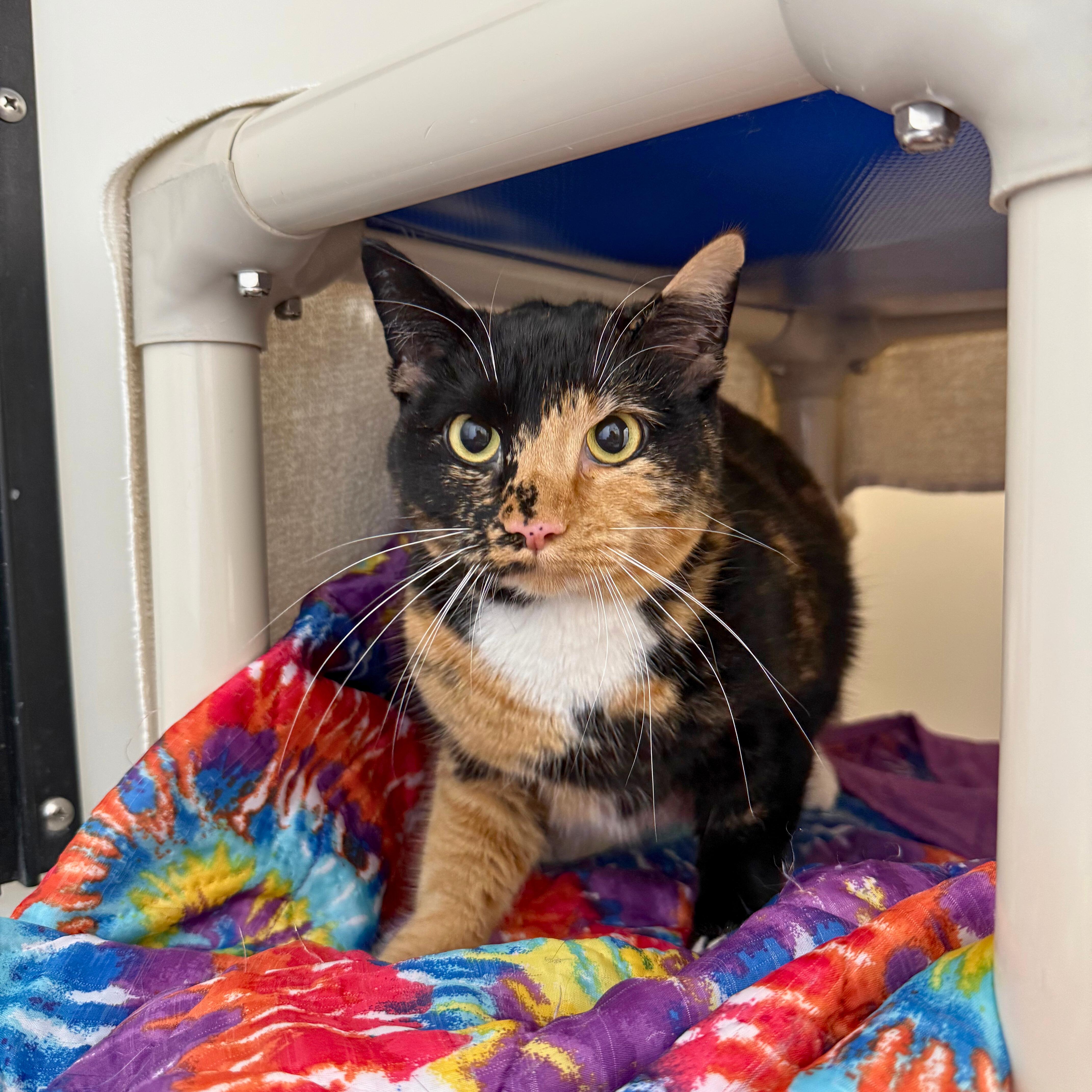 Enlarge Enola, an adoptable Domestic Short Hair in Ridgway, CO image 4/5