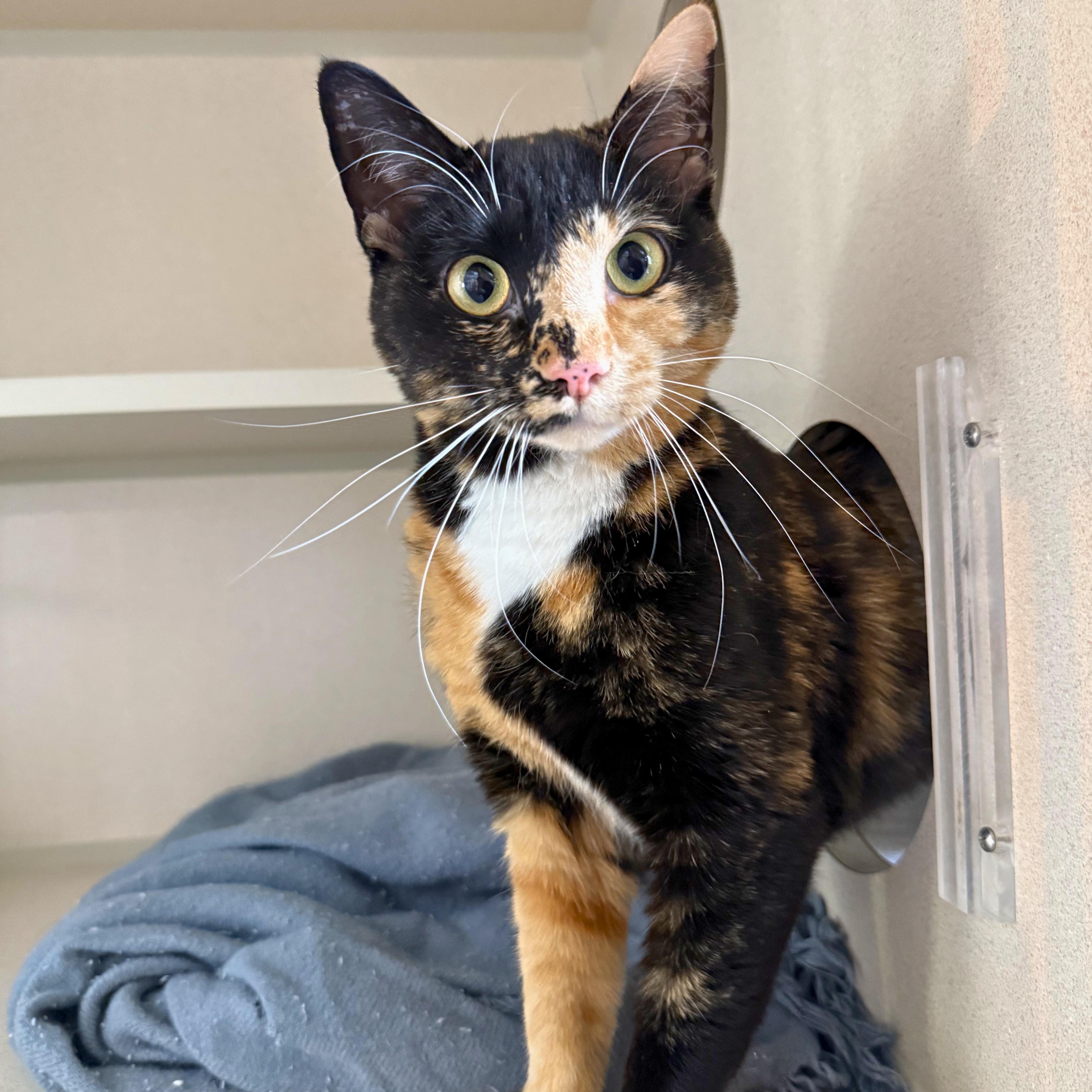 Enlarge Enola, an adoptable Domestic Short Hair in Ridgway, CO image 1/5