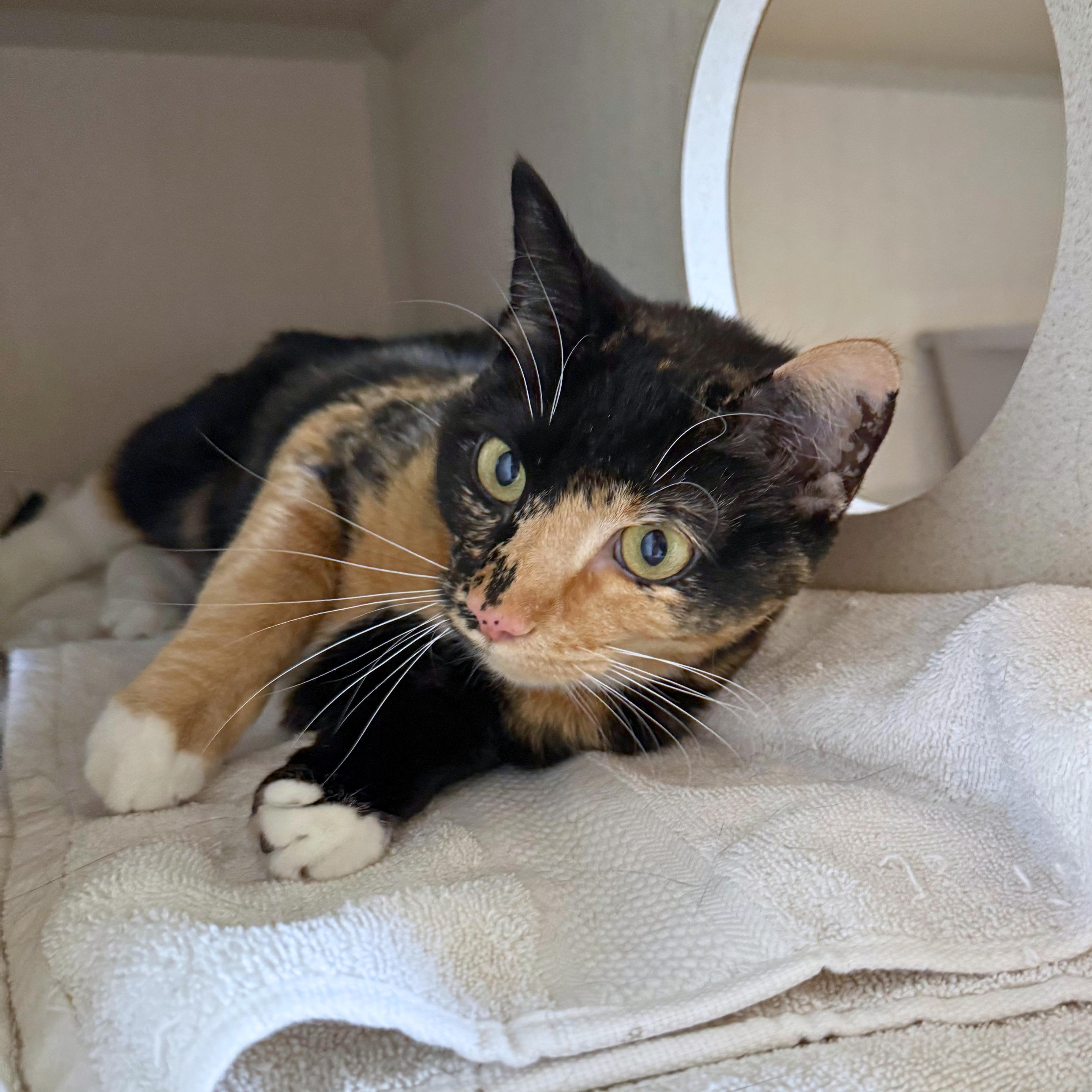 Enlarge Enola, an adoptable Domestic Short Hair in Ridgway, CO image 2/5