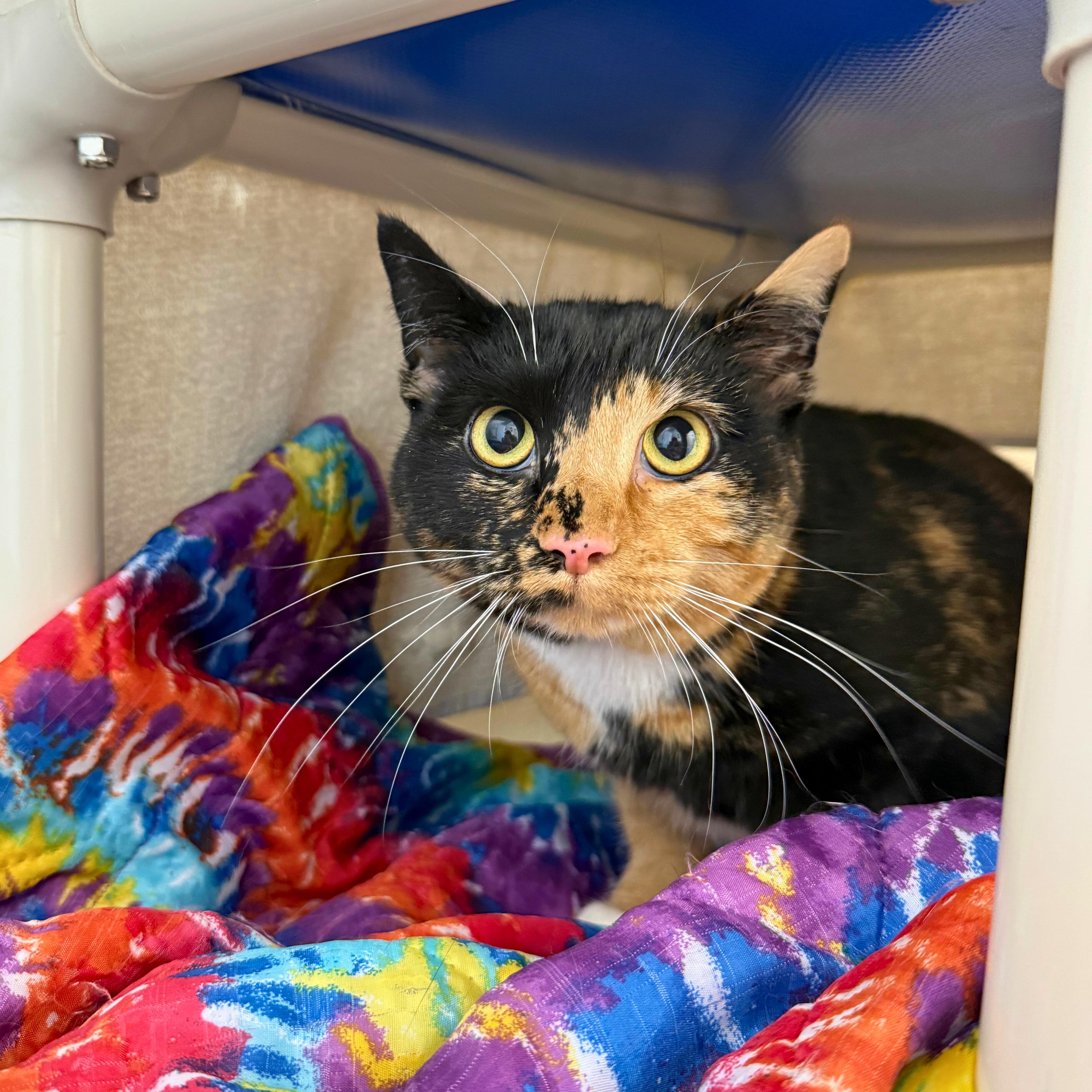 Enlarge Enola, an adoptable Domestic Short Hair in Ridgway, CO image 3/5
