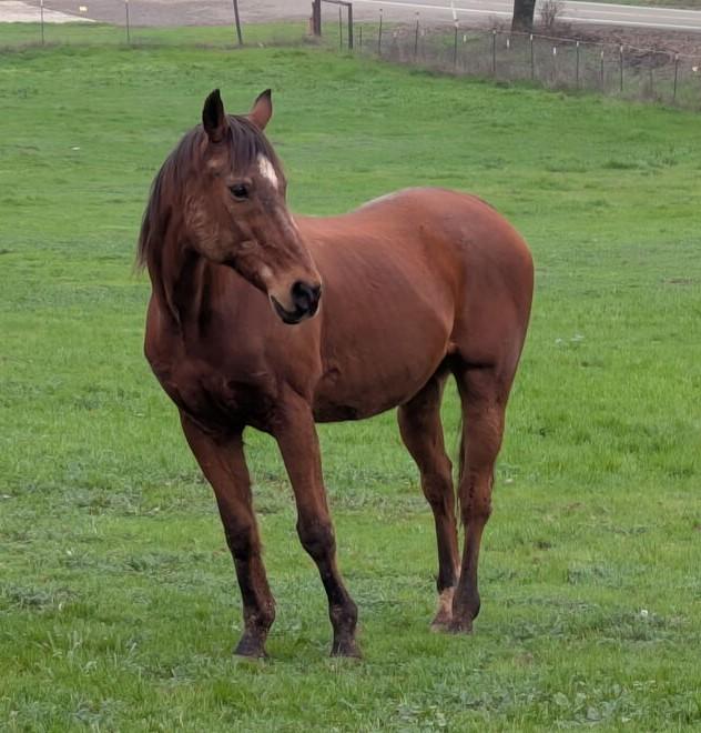 Enlarge Toothless - Non-Riding Companion, a ADOPTABLE Quarterhorse in Pilot Hill, CA image 1/1