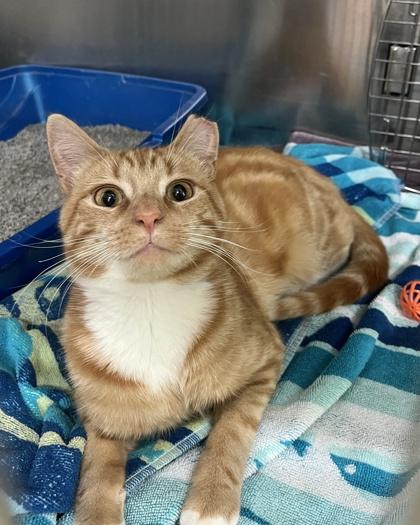 Pepper Jack, Adoptable, Adult Male Domestic Short Hair & Domestic Short Hair.
