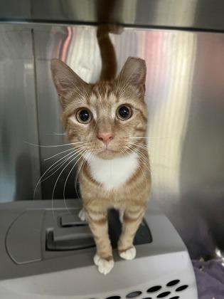 Enlarge Pepper Jack, a Adoptable mixed breed in New Hope, PA image 2/3