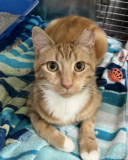 Enlarge Pepper Jack, a Adoptable mixed breed in New Hope, PA image 3/3