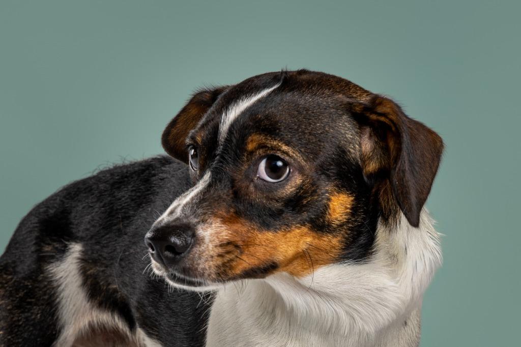 Enlarge Leo, a Adopted mixed breed in Tyler, TX image 5/5