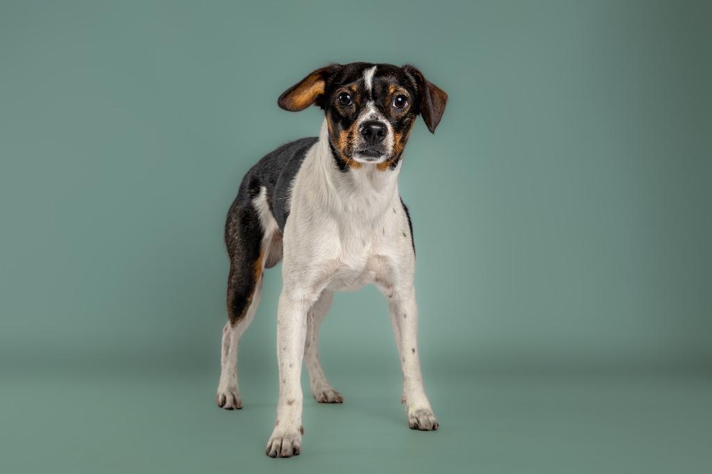 Enlarge Leo, a Adopted mixed breed in Tyler, TX image 3/5