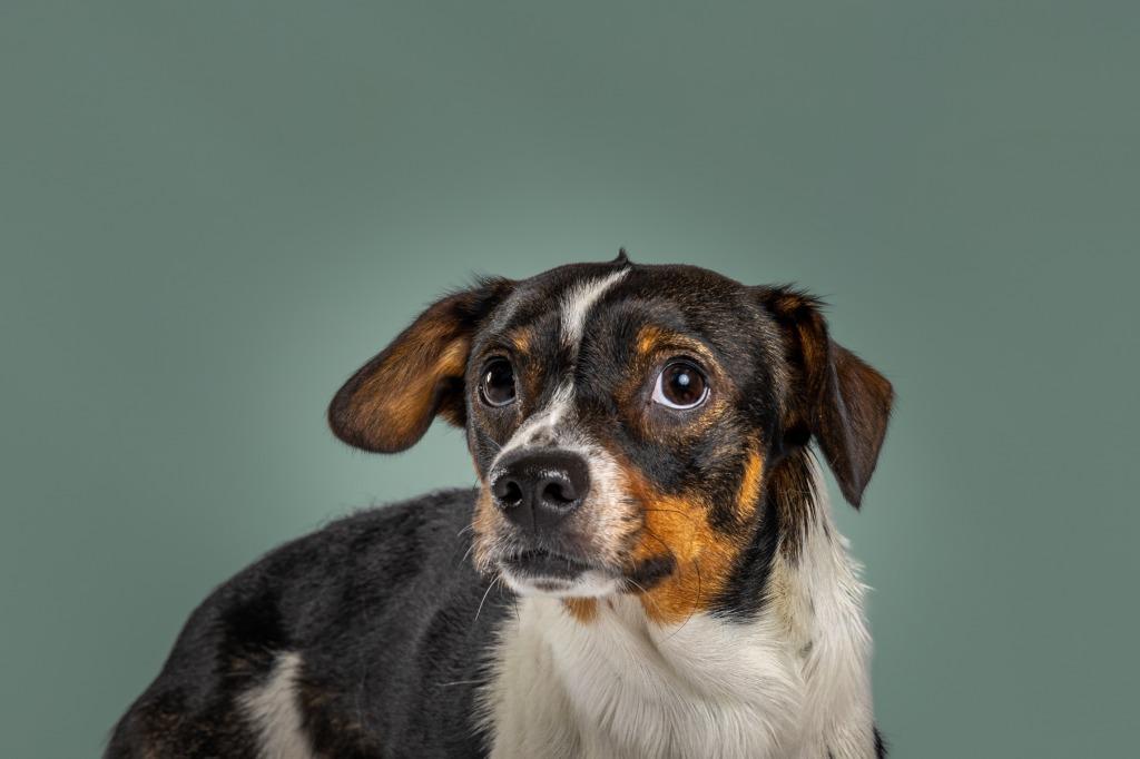 Enlarge Leo, a Adopted mixed breed in Tyler, TX image 4/5
