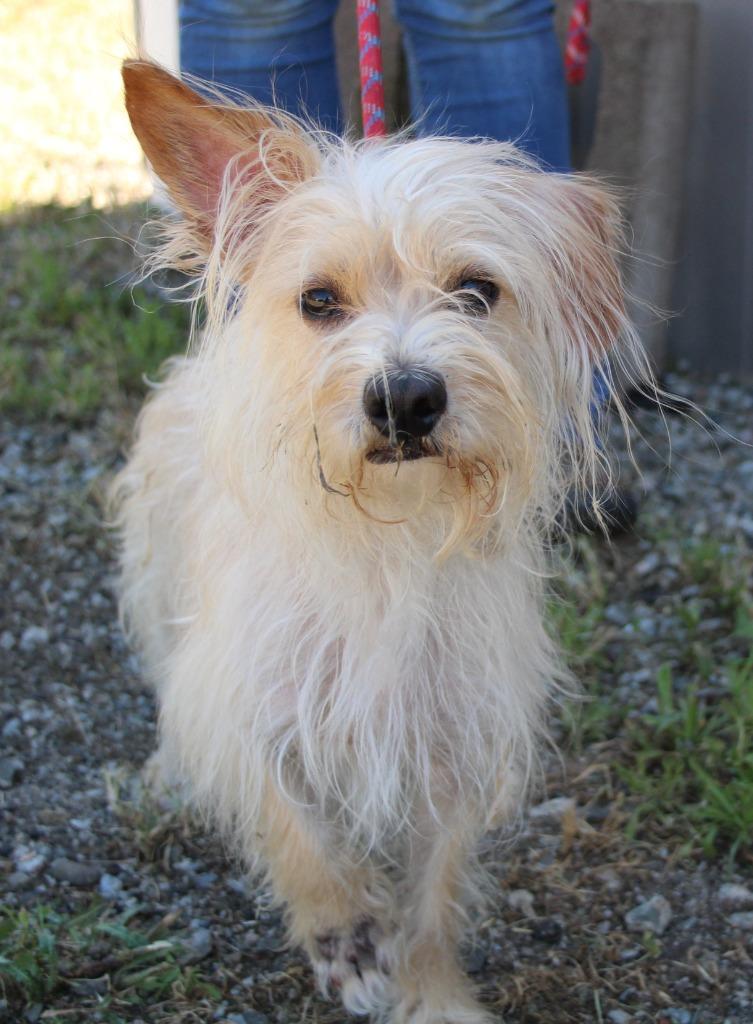 Enlarge Julius, a Adoptable mixed breed in Vacaville, CA image 1/1