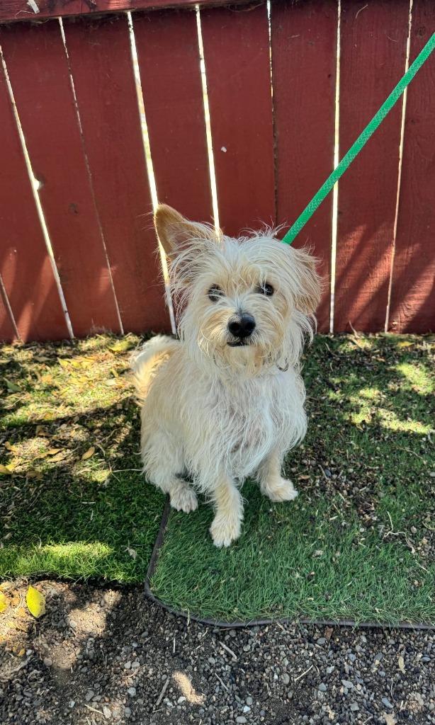 Enlarge Julius, a Adoptable mixed breed in Vacaville, CA image 2/2