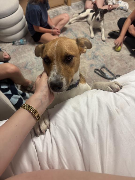 Enlarge Fritz Friend adopted down south, a Adopted mixed breed in Woburn, MA image 2/6