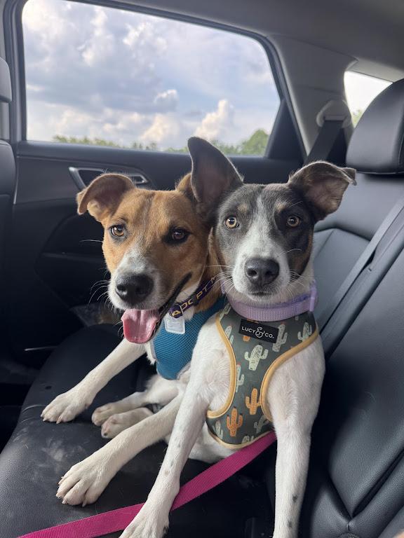 Enlarge Fritz Friend adopted down south, a Adopted mixed breed in Woburn, MA image 6/6