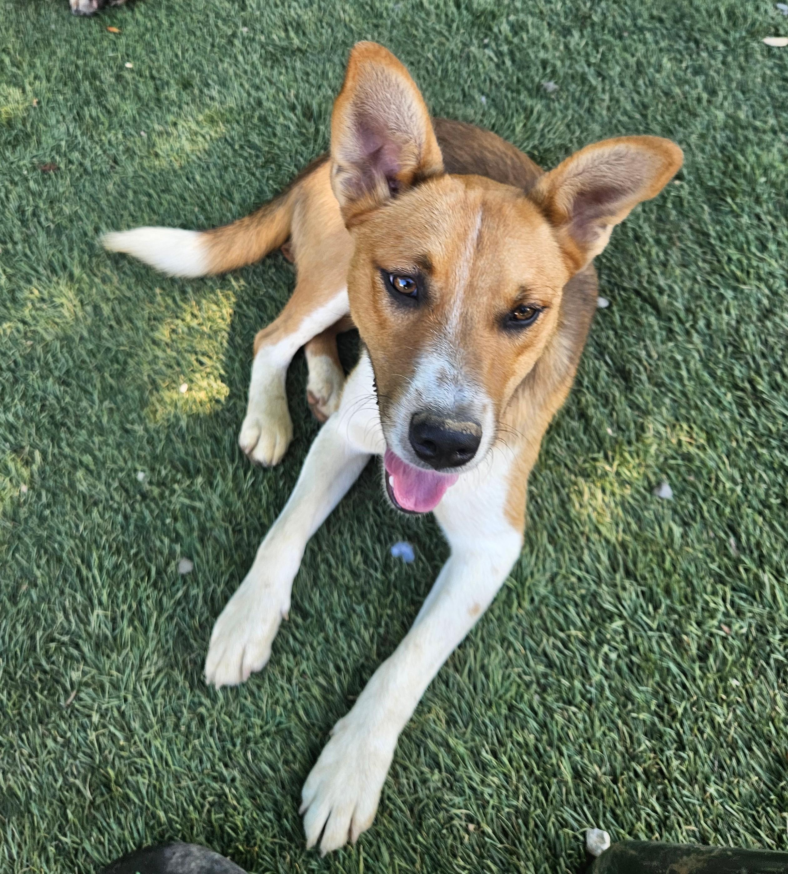 Enlarge Fritz Friend adopted down south, a Adopted mixed breed in Woburn, MA image 4/6