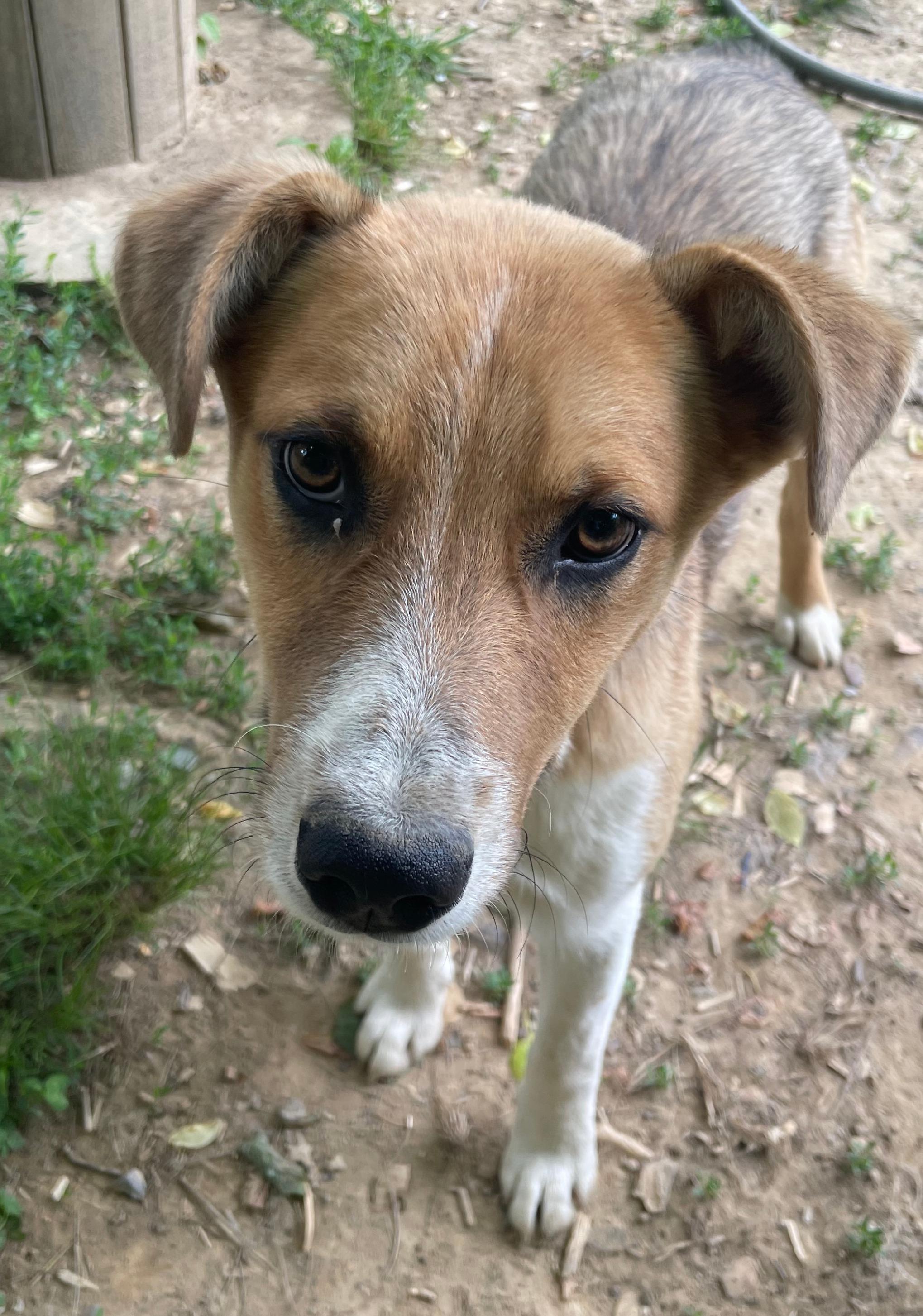 Enlarge Fritz Friend adopted down south, a Adopted mixed breed in Woburn, MA image 5/6