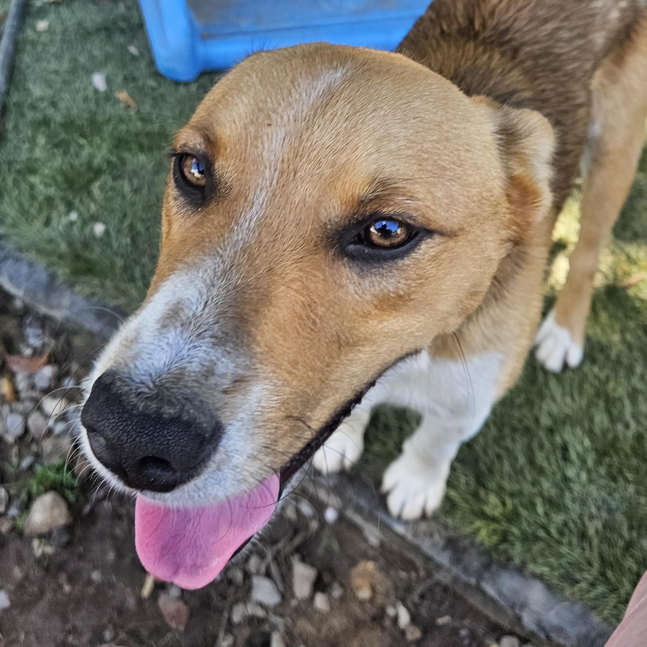 Enlarge Fritz Friend adopted down south, a Adopted mixed breed in Woburn, MA image 3/6