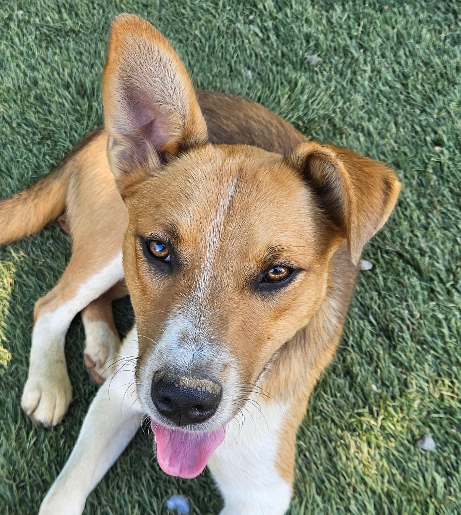Fritz Friend adopted down south, Adopted, Puppy Male Cattle Dog & Beagle.