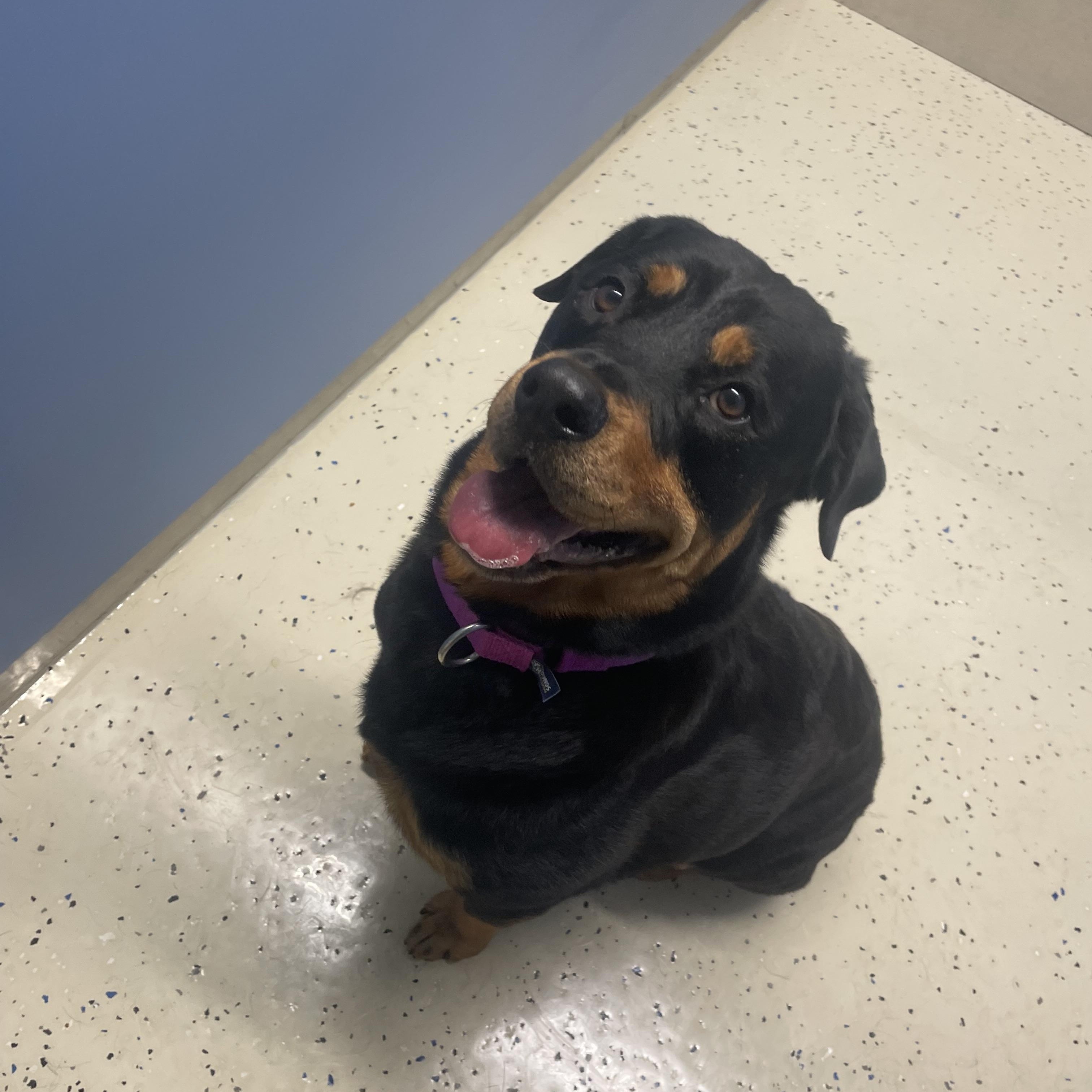 Brynn, an adopted Rottweiler in AQUEBOGUE, NY image 2/2