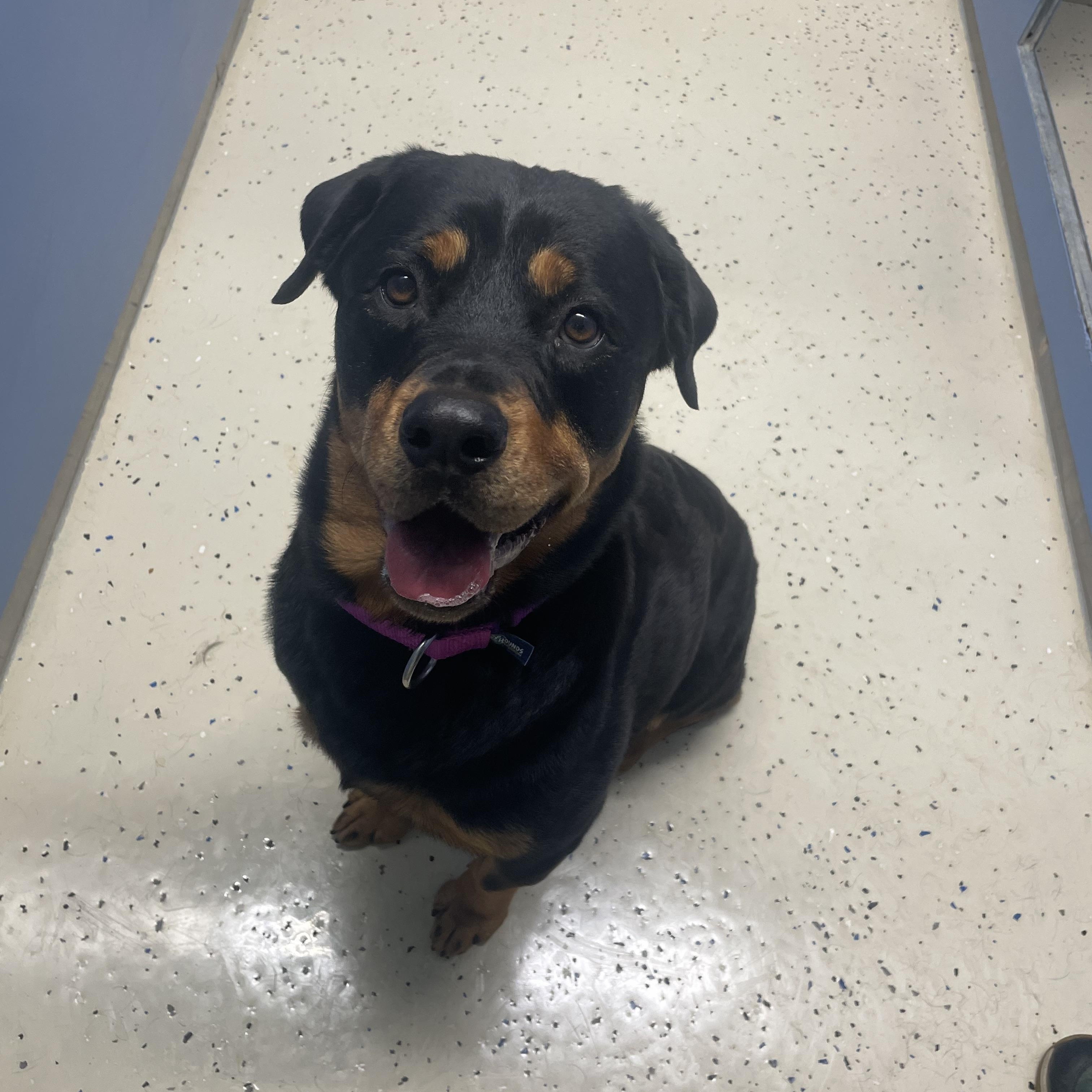 Brynn, adopted, Young Female Rottweiler.