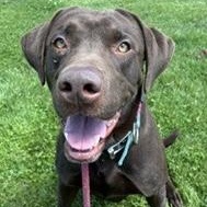 Enlarge Clyde, an adopted mixed breed in Tinley Park, IL image 2/2