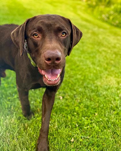 Clyde, adopted, Adult Male Labrador Retriever.