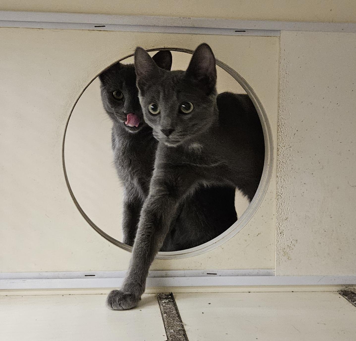 Enlarge Pepper, a Adoptable Domestic Short Hair in Nashville, TN image 1/6