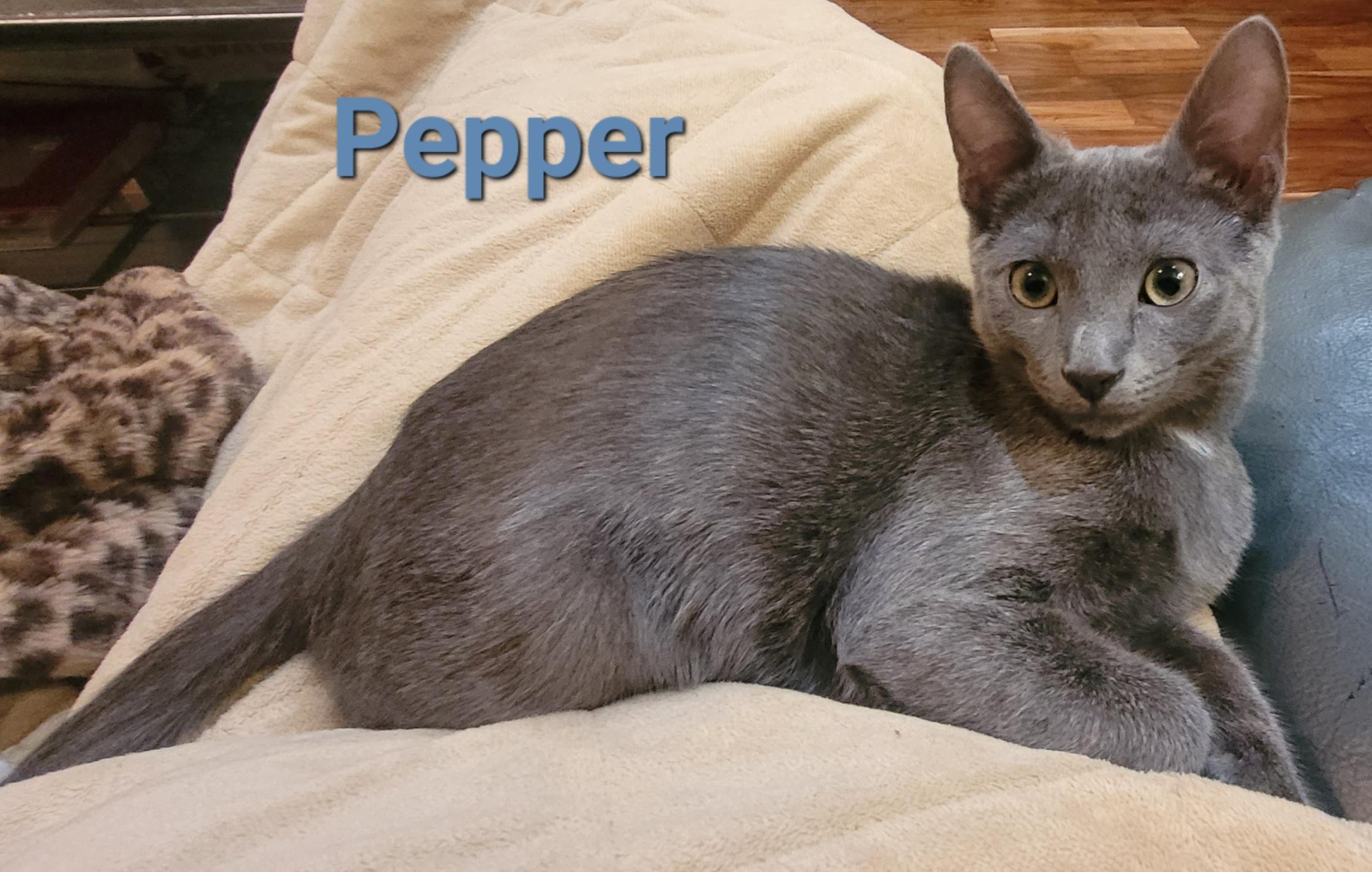 Enlarge Pepper, a Adoptable Domestic Short Hair in Nashville, TN image 5/6