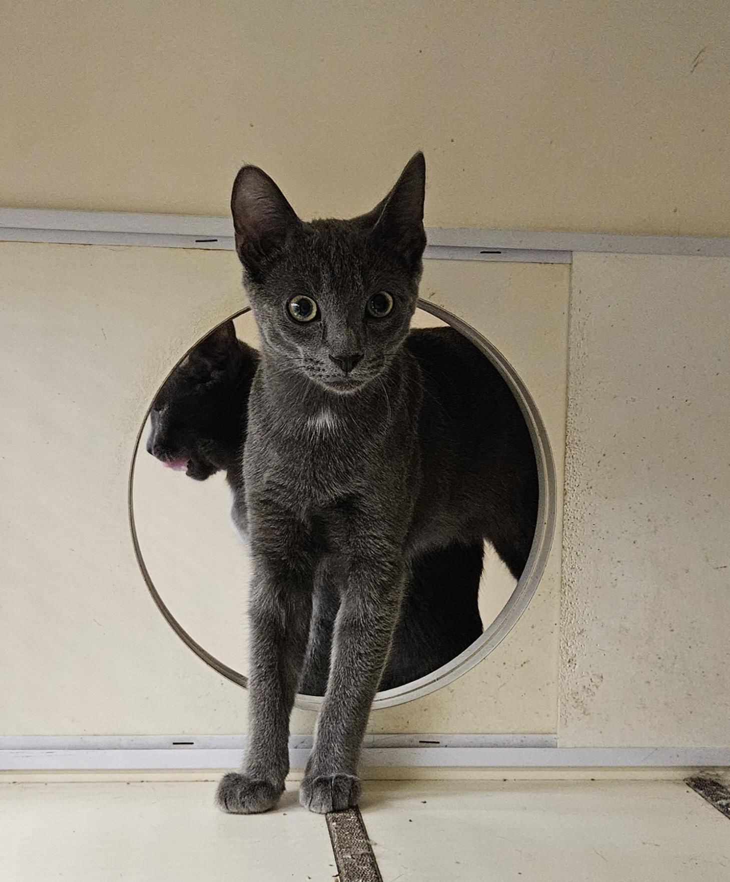 Enlarge Pepper, a Adoptable Domestic Short Hair in Nashville, TN image 2/6