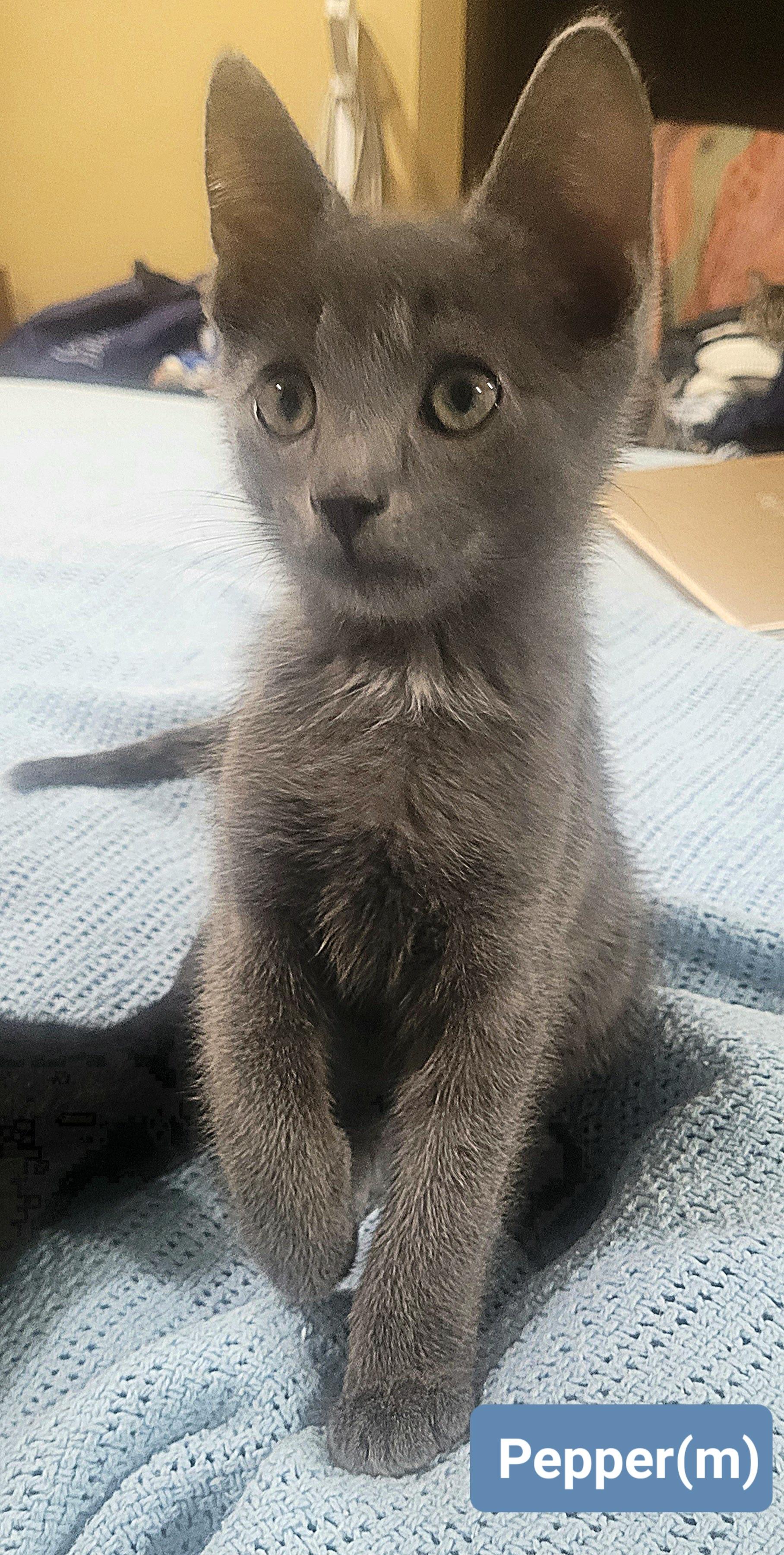 Enlarge Pepper, a Adoptable Domestic Short Hair in Nashville, TN image 3/6