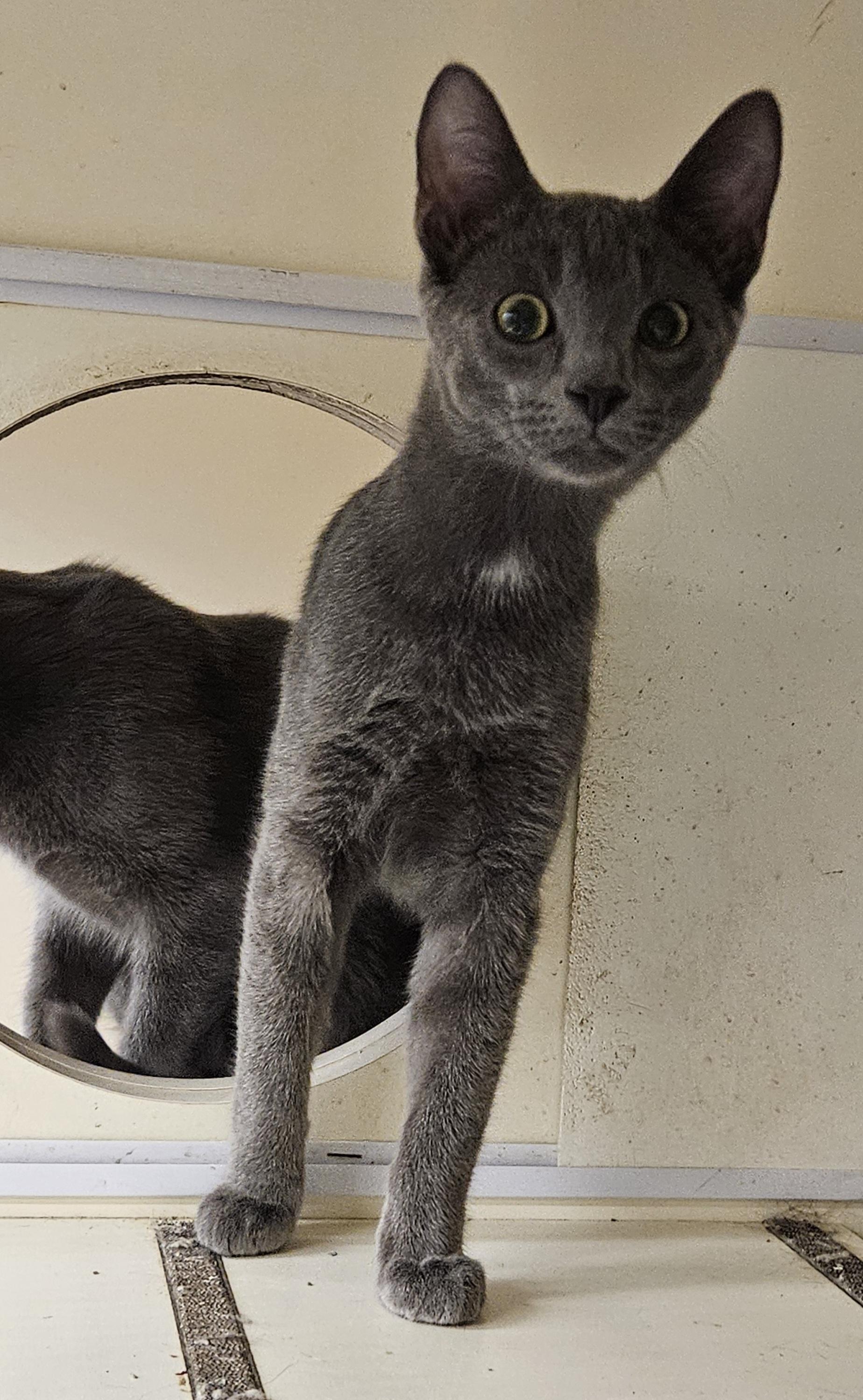 Enlarge Pepper, a Adoptable Domestic Short Hair in Nashville, TN image 4/6