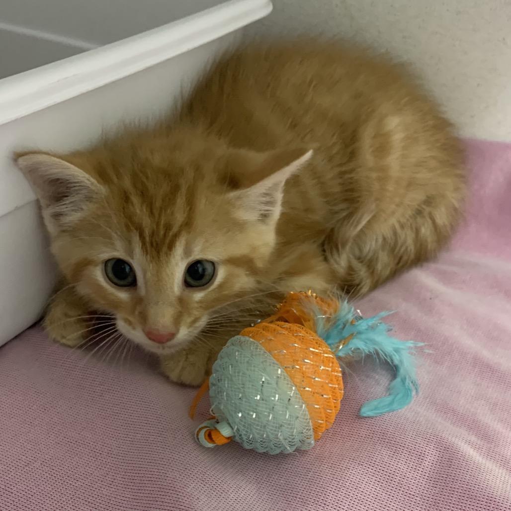 Jasper, Adoptable, Kitten Male Domestic Short Hair.