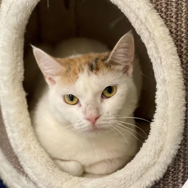 Enlarge MONET, a Adoptable Domestic Short Hair in Edmond, OK image 1/1