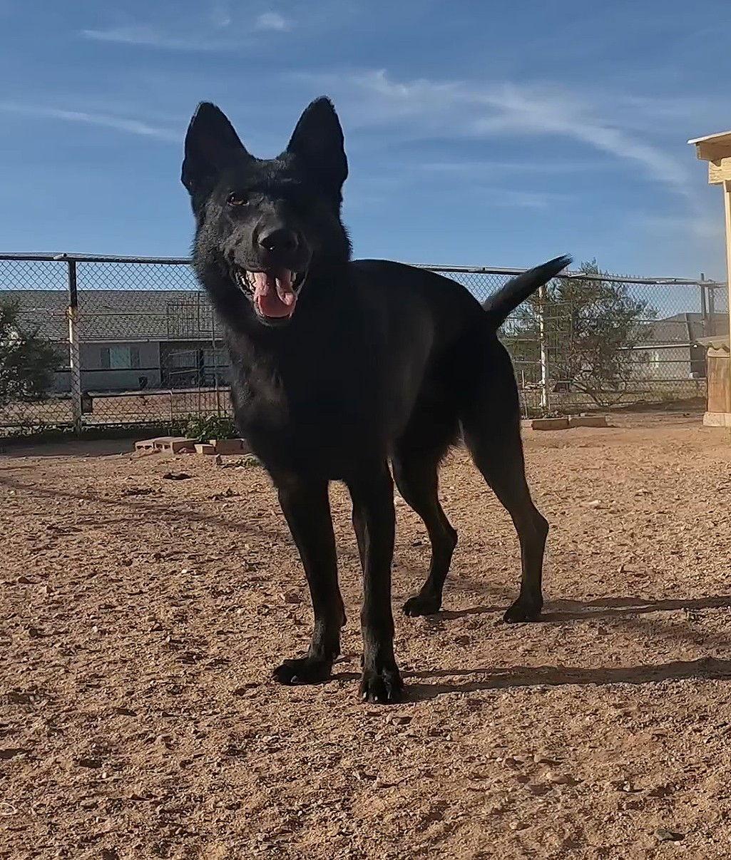 Enlarge Valkarie, a Adoptable German Shepherd Dog in Queen Creek, AZ image 1/3