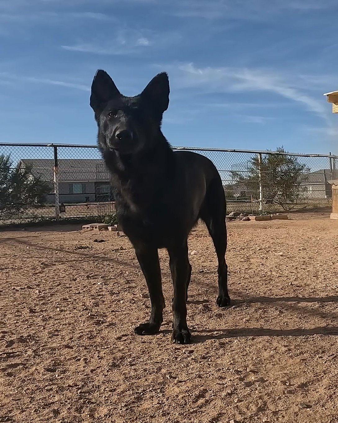 Enlarge Valkarie, a Adoptable German Shepherd Dog in Queen Creek, AZ image 2/3