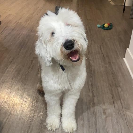 Gus #6950, ADOPTABLE, Adult • Male, English Shepherd & Poodle.