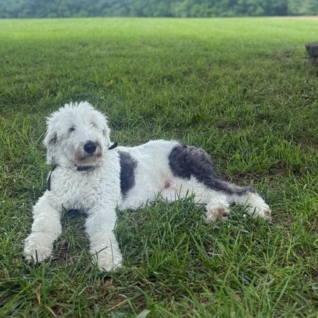 Enlarge Gus #6950, a Adoptable mixed breed in Louisville, KY image 2/2