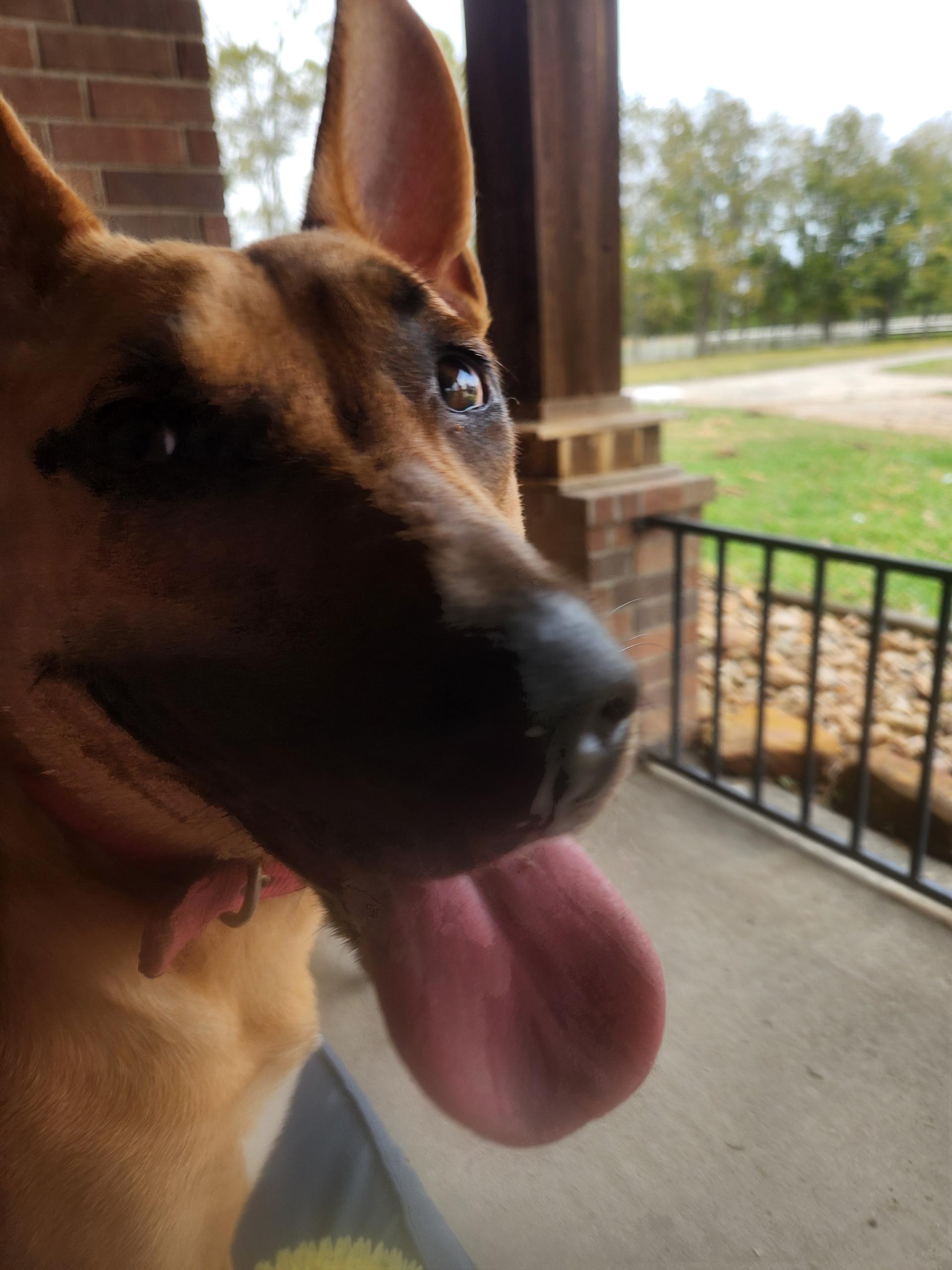 Enlarge KAI breeze oceana, a Adoptable mixed breed in Orem, UT image 5/6