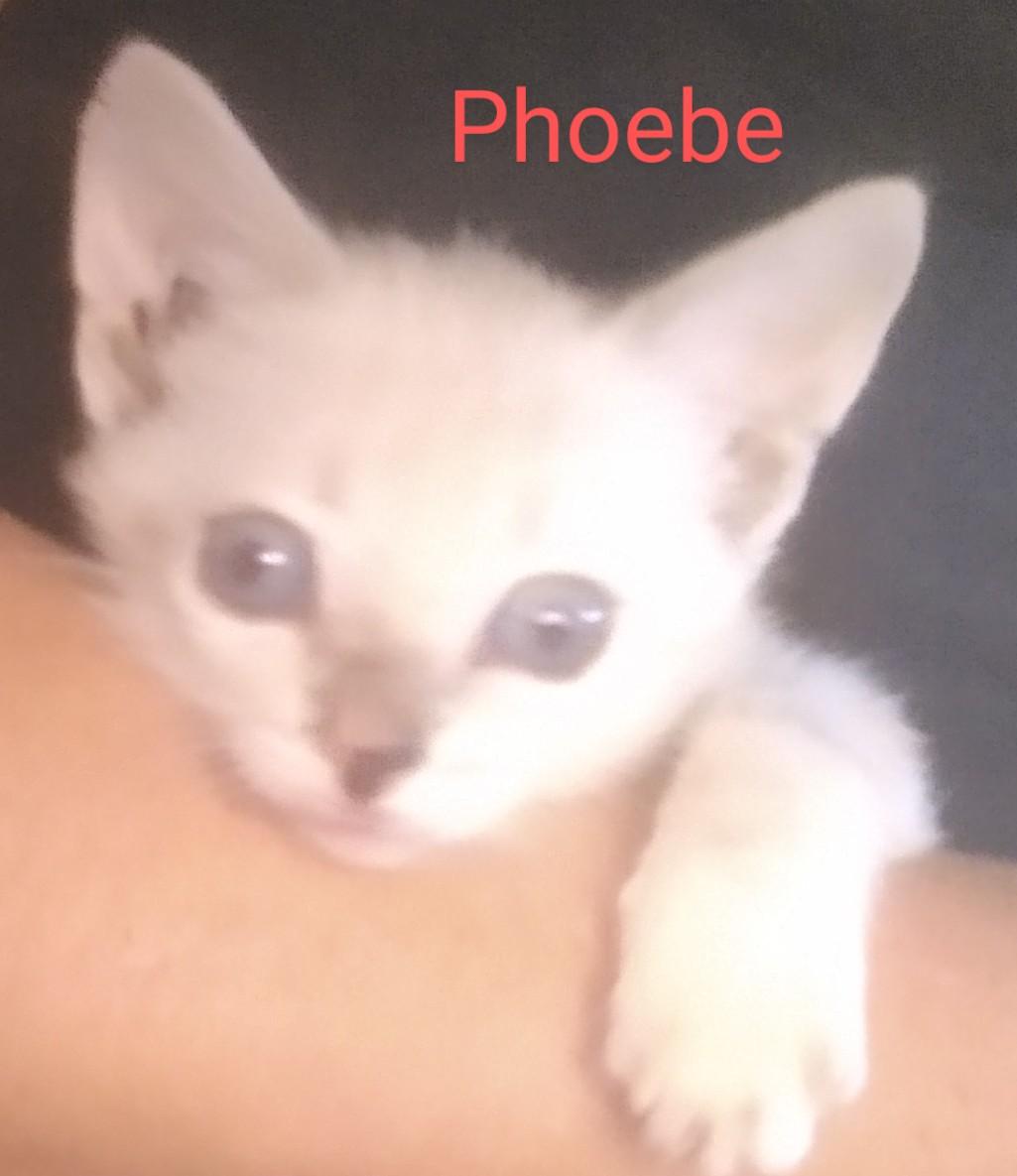 Phoebe, Adopted, Kitten Female Siamese.