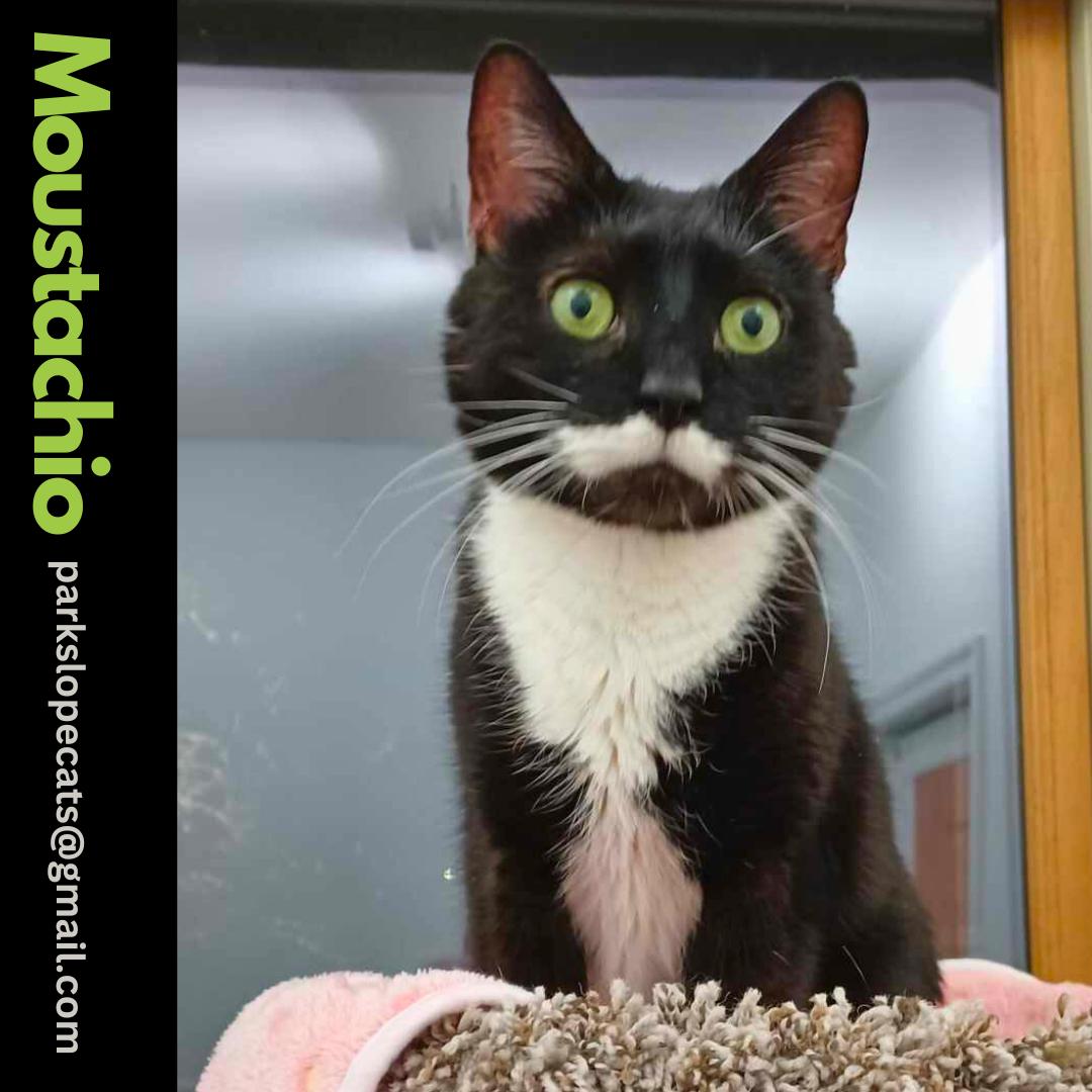 Enlarge Moustachio, a Adoptable Domestic Short Hair in Brooklyn, NY image 6/6