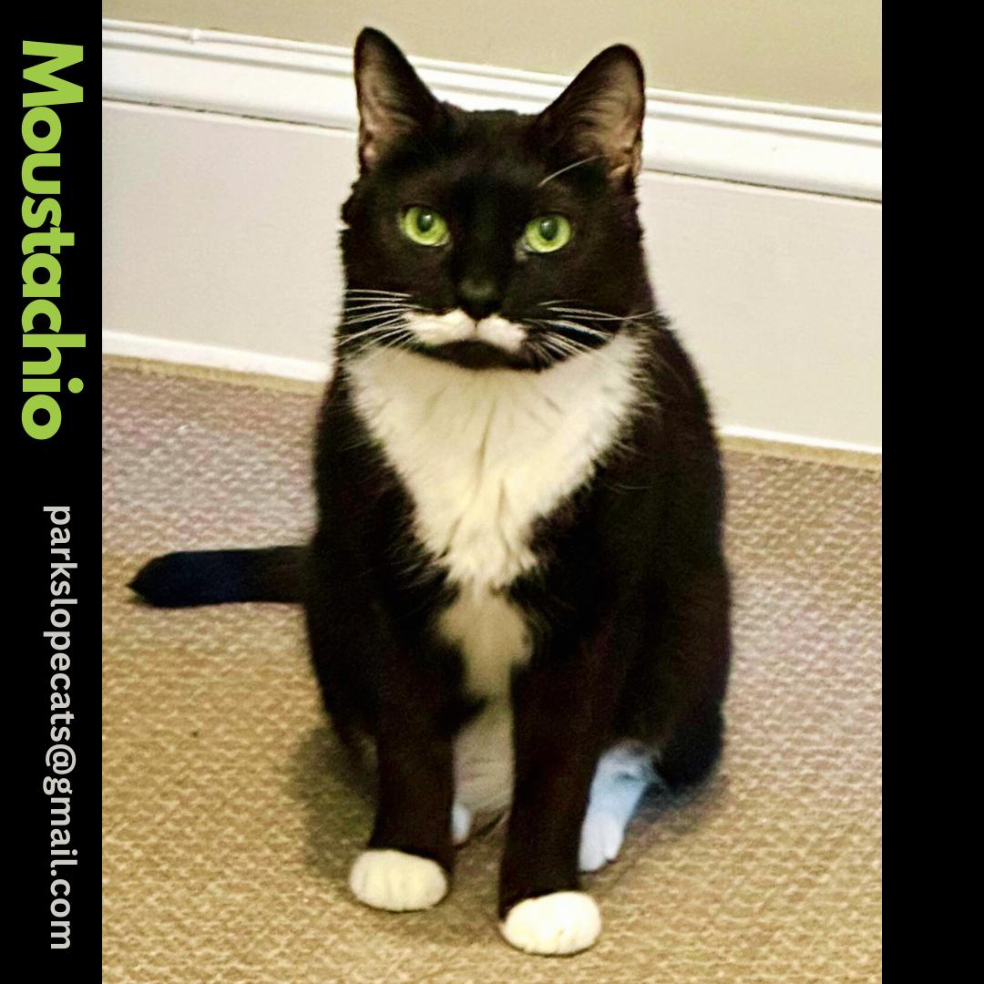 Enlarge Moustachio, a Adoptable Domestic Short Hair in Brooklyn, NY image 2/6