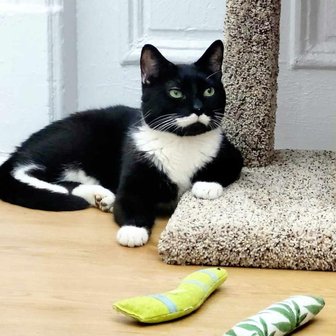 Enlarge Moustachio, a Adoptable Domestic Short Hair in Brooklyn, NY image 3/6