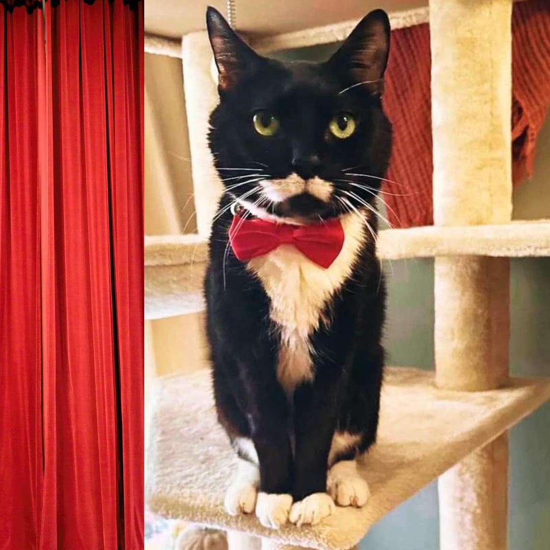 Enlarge Moustachio, a Adoptable Domestic Short Hair in Brooklyn, NY image 5/6