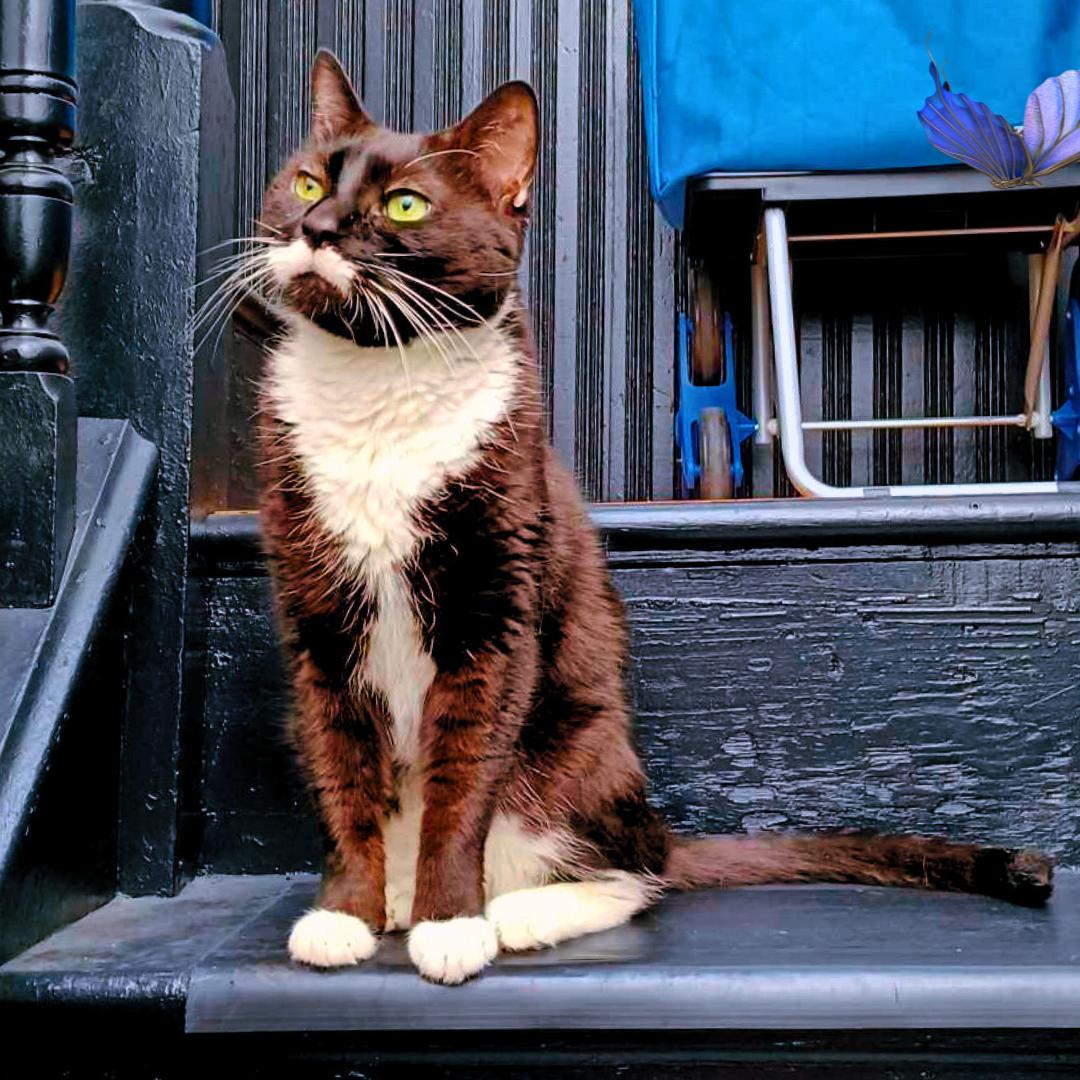 Enlarge Moustachio, a Adoptable Domestic Short Hair in Brooklyn, NY image 4/6