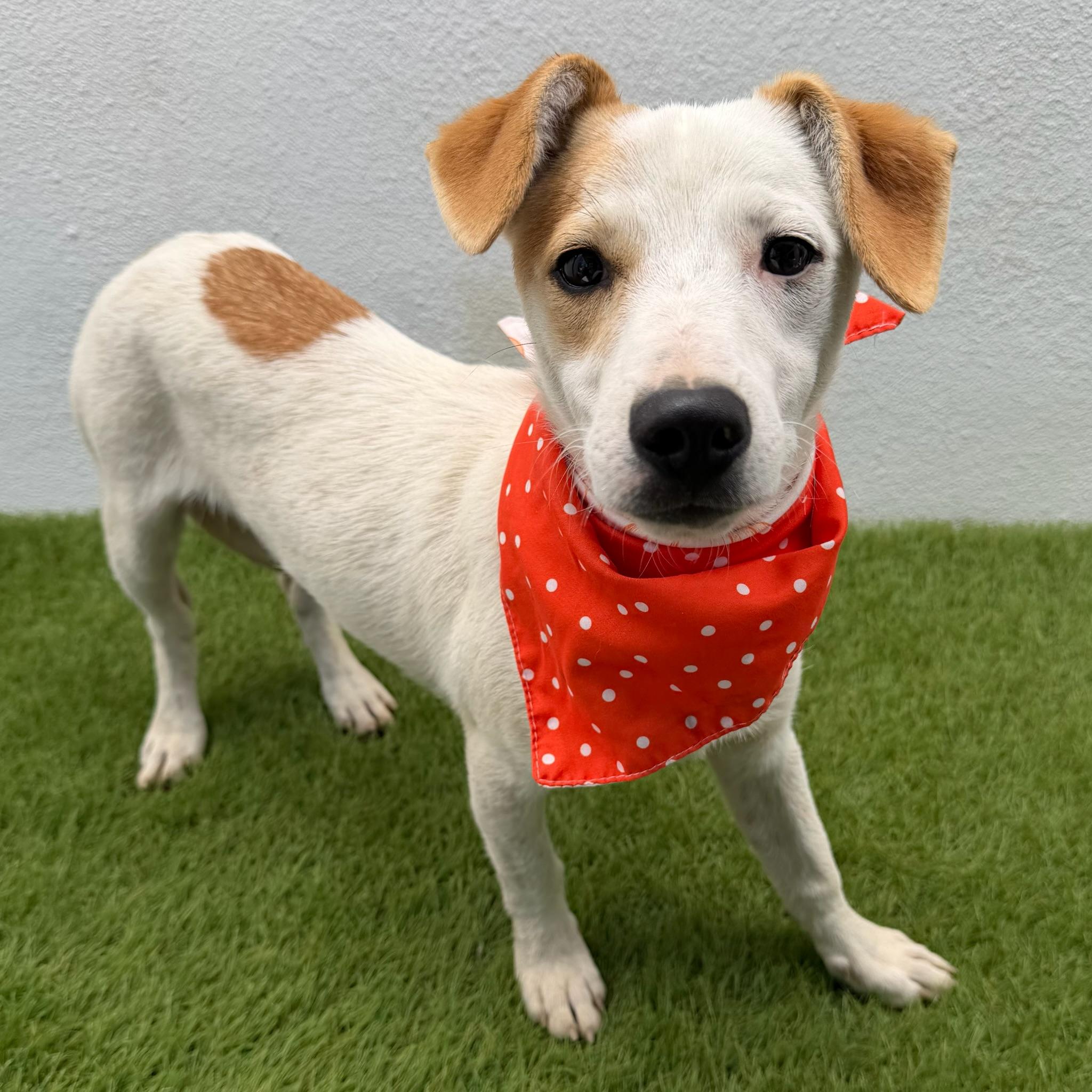 Enlarge PRINGLE, a ADOPTABLE mixed breed in La Jolla, CA image 1/6